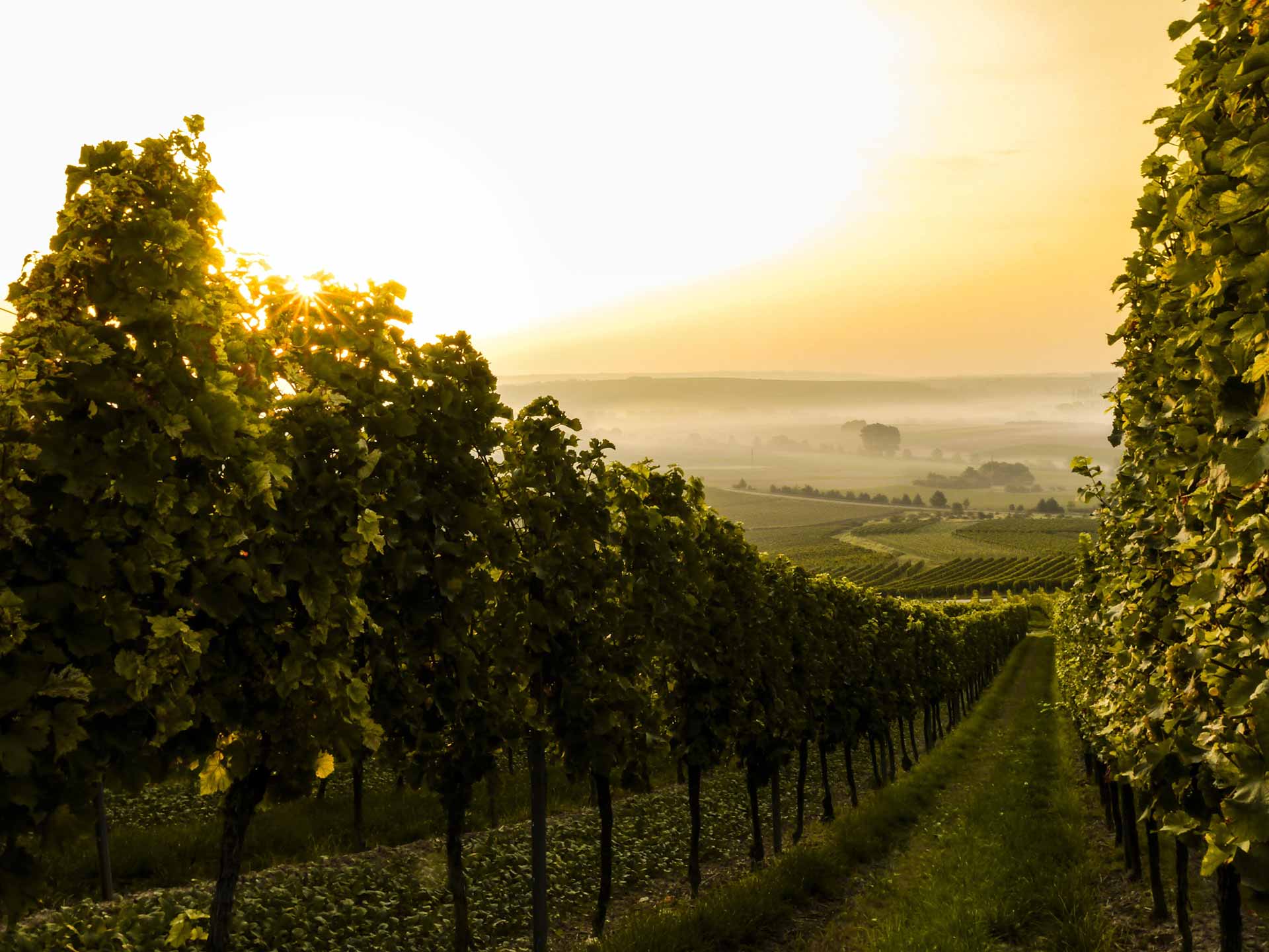A-Brief-Yet-Curious-History-of-Wine