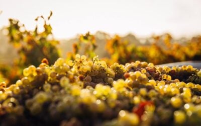 5 Differences Between Pinot Gris and Pinot Grigio