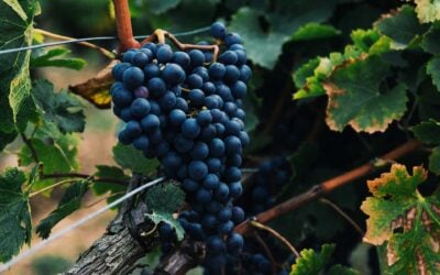 What Are the 7 Noble Grapes?
