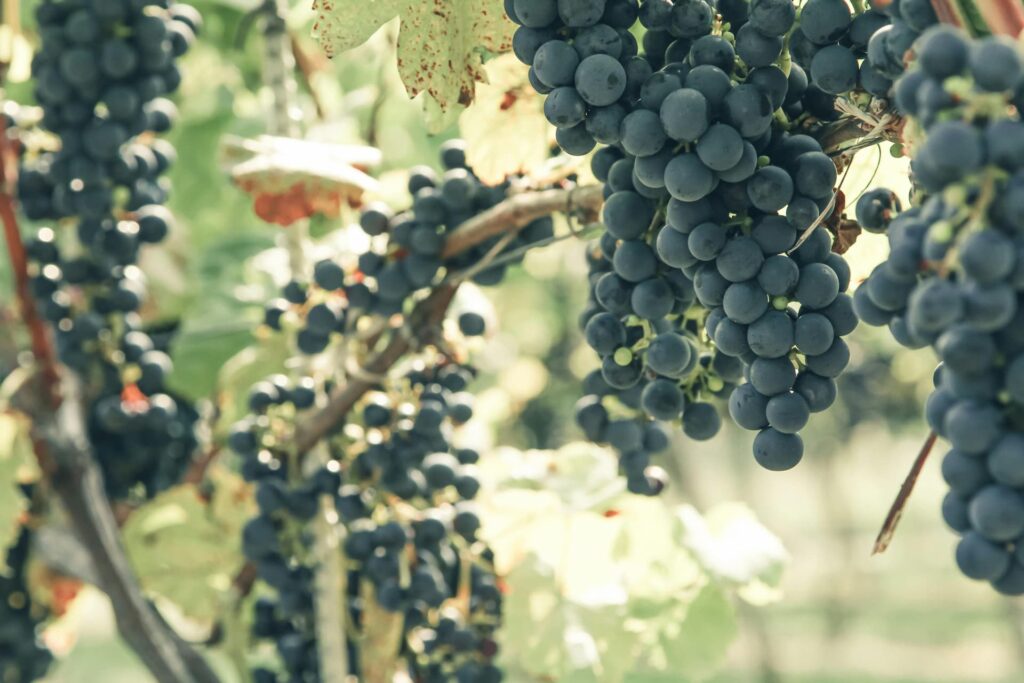 Harvest Season: Understanding the Grape Harvest Process