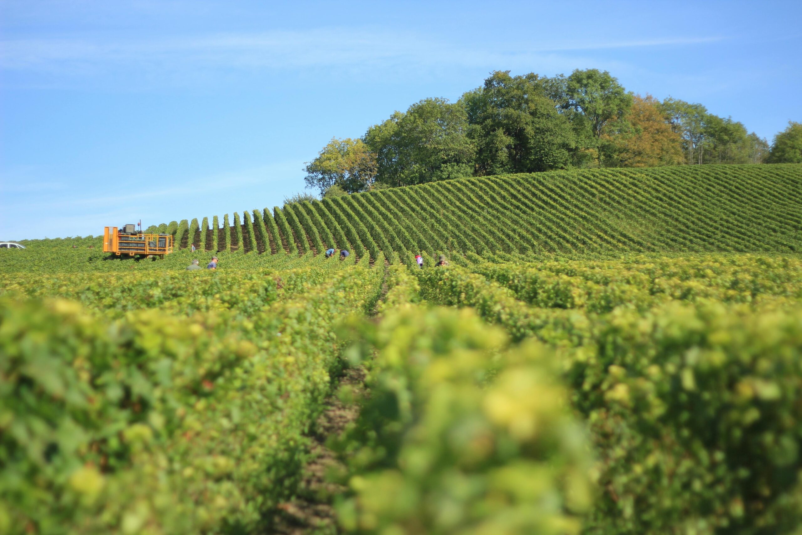 What to Drink During Harvest