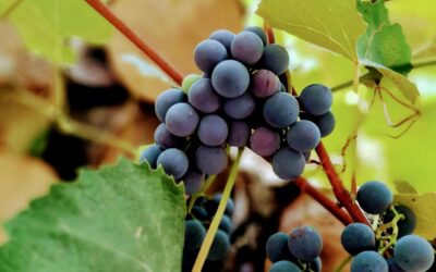 Harvest Season: What Happens in the Vineyard in September